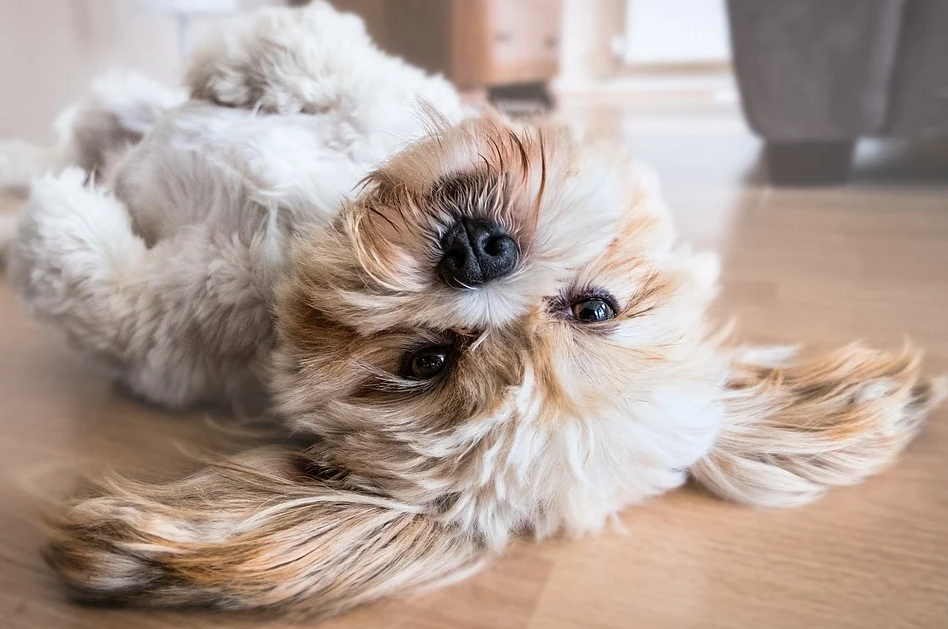 ¿Estas inquieto por la seguridad en los chalets de Elche? Protege tu hogar con RAC ALARM y proporciona a tu familia la tranquilidad que se merece